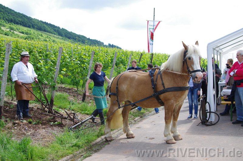 03 Sonntags in den Weinbergen – Bild 21